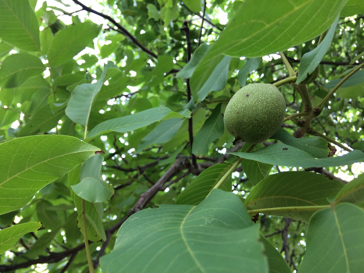 2. Груша  (фото автора)