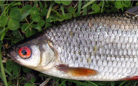 Красноглазка