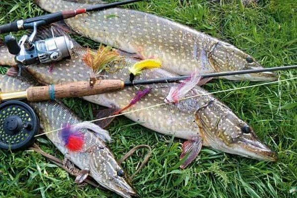 Неужели в весенний запрет нельзя ловить рыбу на спиннинг: дурацкие законы