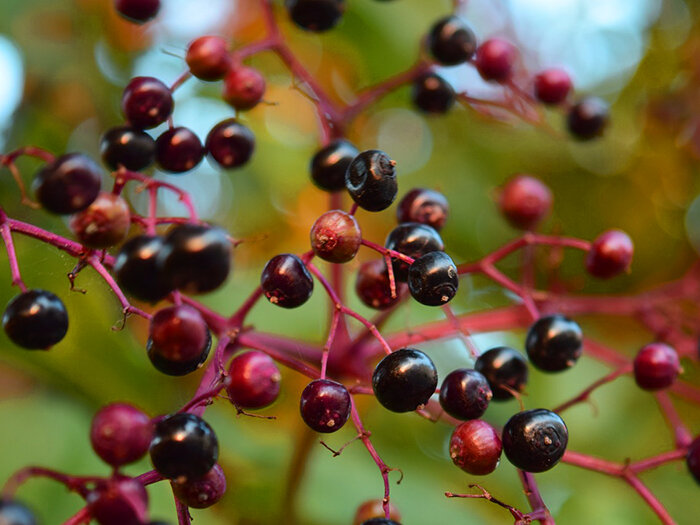 Бузина черная