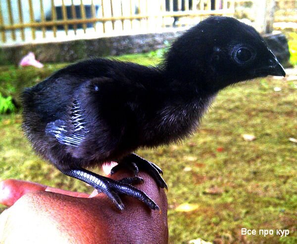 Куры с черным мясом - фото и описание Аям Цемани | Курочка | Дзен