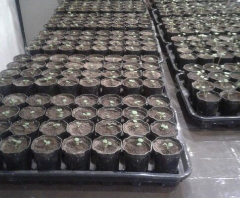 рассада, фото Св. Прокопенко (Суслопаровой)