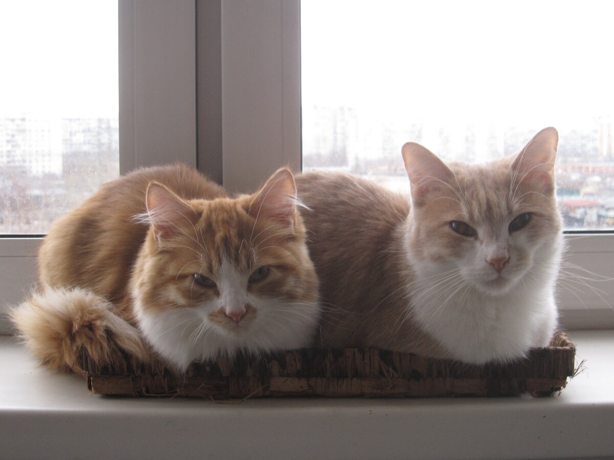 Так получилось, что когда Тише было всего семь месяцев, у нее родились котята. Это был пример редкого образцового, ответственного материнства. Забота и Внимание к каждому, кто оказывается в ее поле зрения и сейчас остаются ее сильной стороной. 