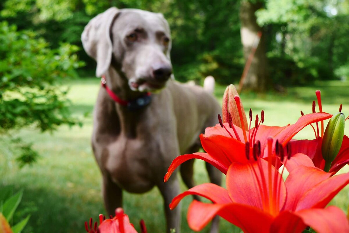 Цветы опасные для собак