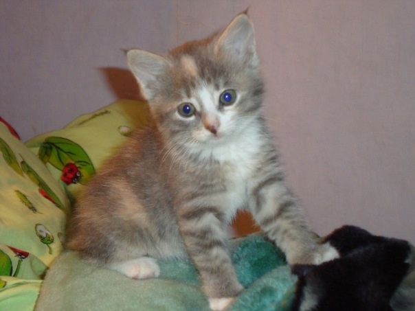 И вот в один из дней мы с детьми повезли компьютер на профилактику к нашему мастеру. Пока он возился с оборудованием, супруга мастера предложила посмотреть котят, которым было меньше двух недель. Я была полностью спокойна: у нас дома уже 16 лет жил кот, поэтому, с легкостью согласилась посмотреть на малышей. Всего в помете было шесть детенышей. Самая младшая из них, трехцветная девочка, была размером в два раза меньше, чем ее братья и сестры и умещалась целиком вместе с хвостиком ровно поперек моей ладони. На кончиках ушей у нее были забавные кисточки, как у маленькой рыси. Они даже видны на фотографии.