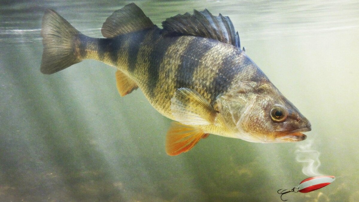 Рыбы и запахи