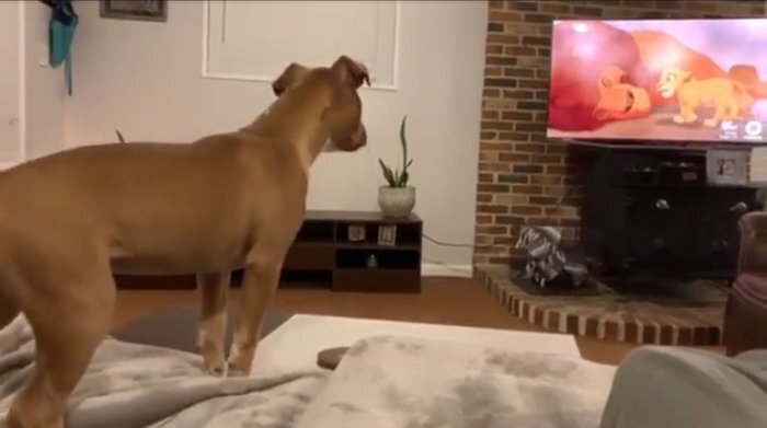 СКРИНШОТ ВИДЕО