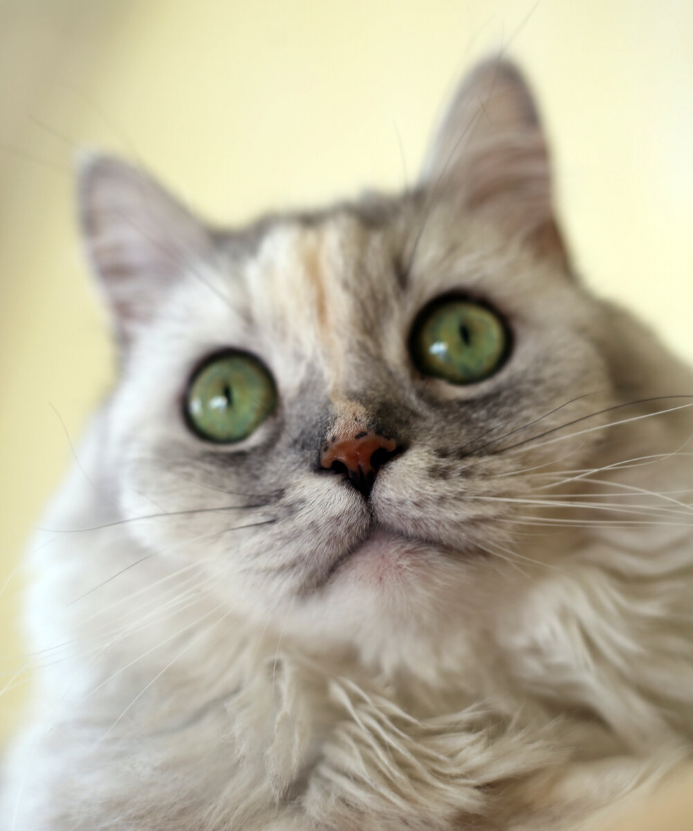 У кошек тоже бывает гипертония