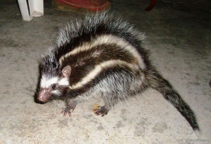 Все хомяки одеваются, как хомяки, а ты? Что это за гребень? Куда молодежь катится! 