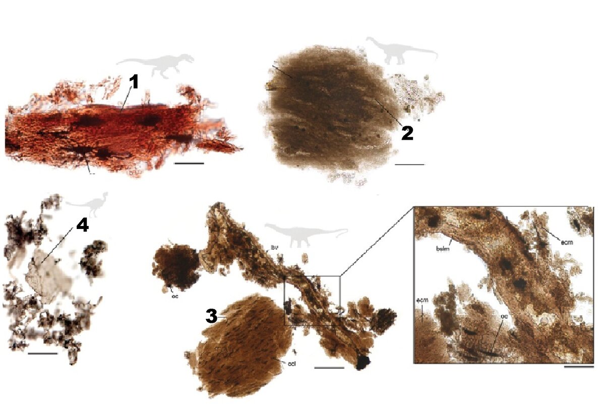 На данной иллюстрации изображены костный мозг тираннозавра (1), остеоциты зауроподов (2), проекция трубчатых нервов зауроподов (3) и костный мозг гадрозавра (4)