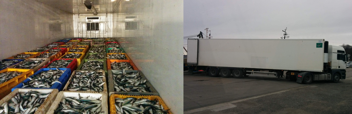 Грузят рыбу в одинаковых ящиках в кузов рефрижератора