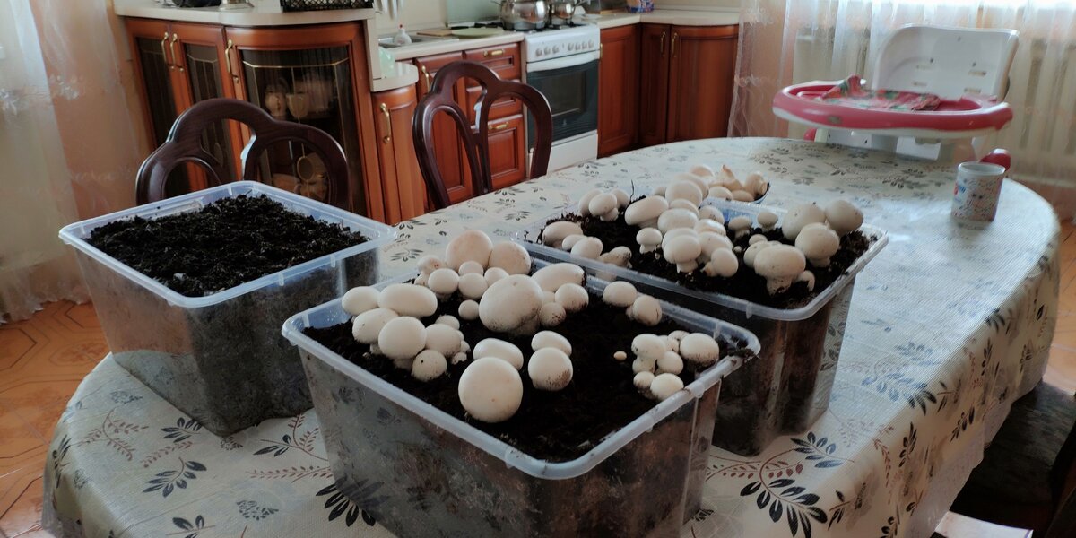готовые наборы для выращивания шампиньонов от tatgrib.ru