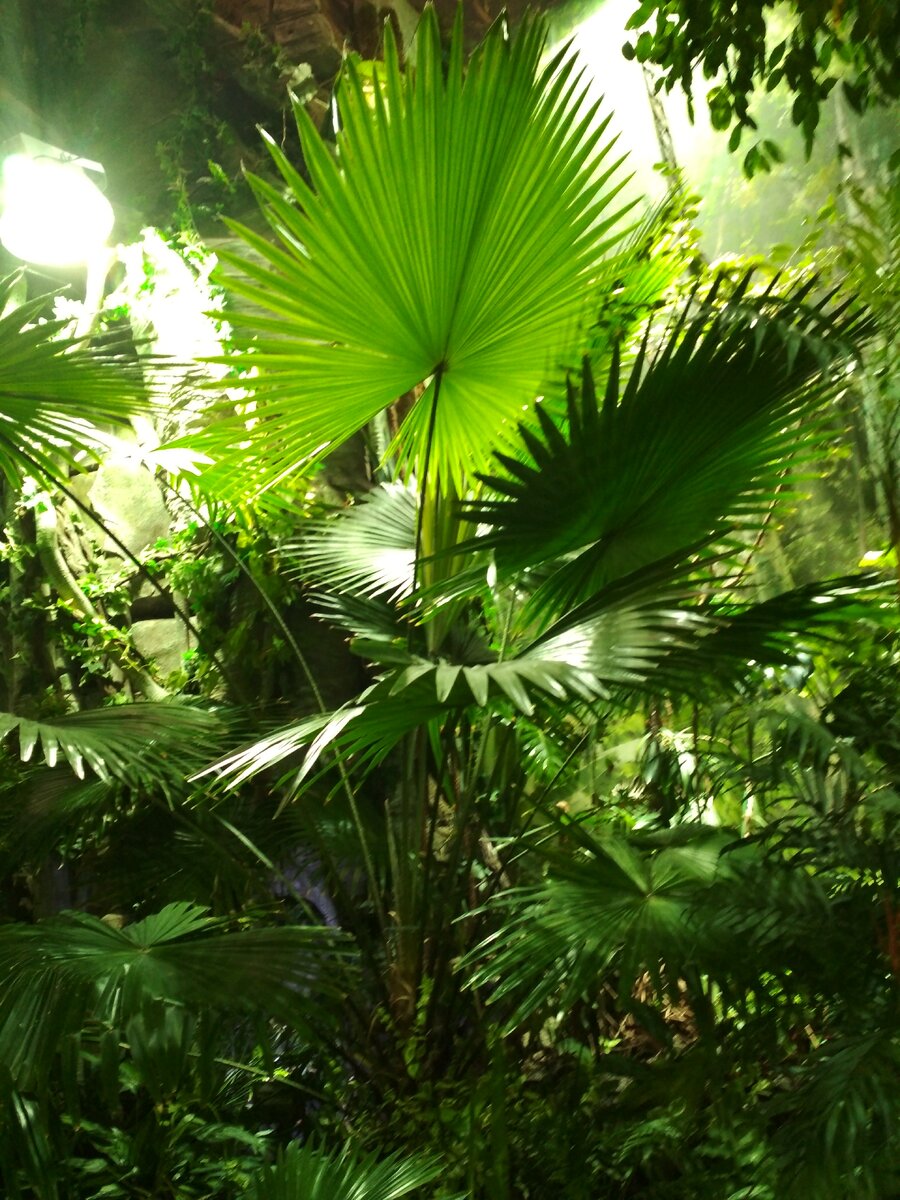 Тропический павильон Океанариума.