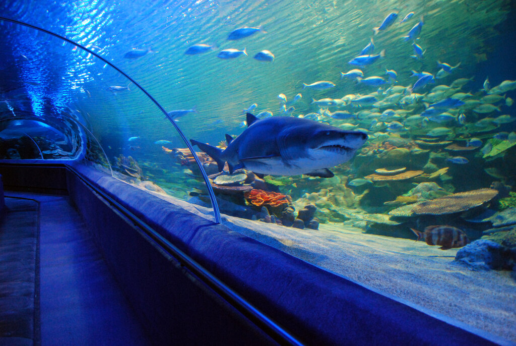 10 самых удивительных аквариумов мира