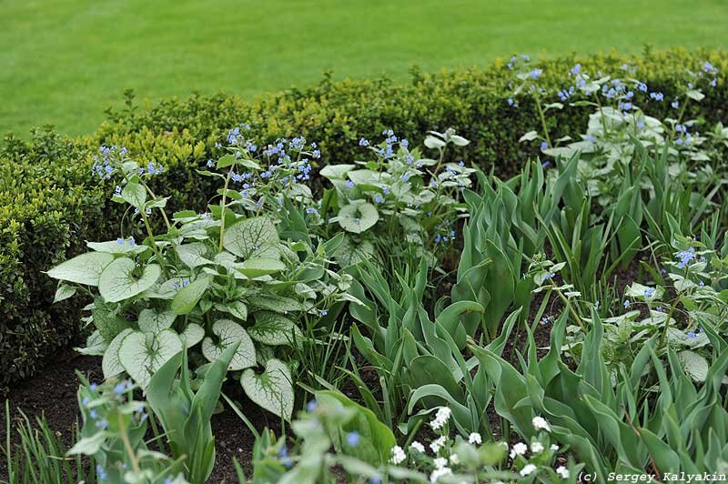 Бруннера: куда посадить и как ухаживать | Сады и цветы | Дзен