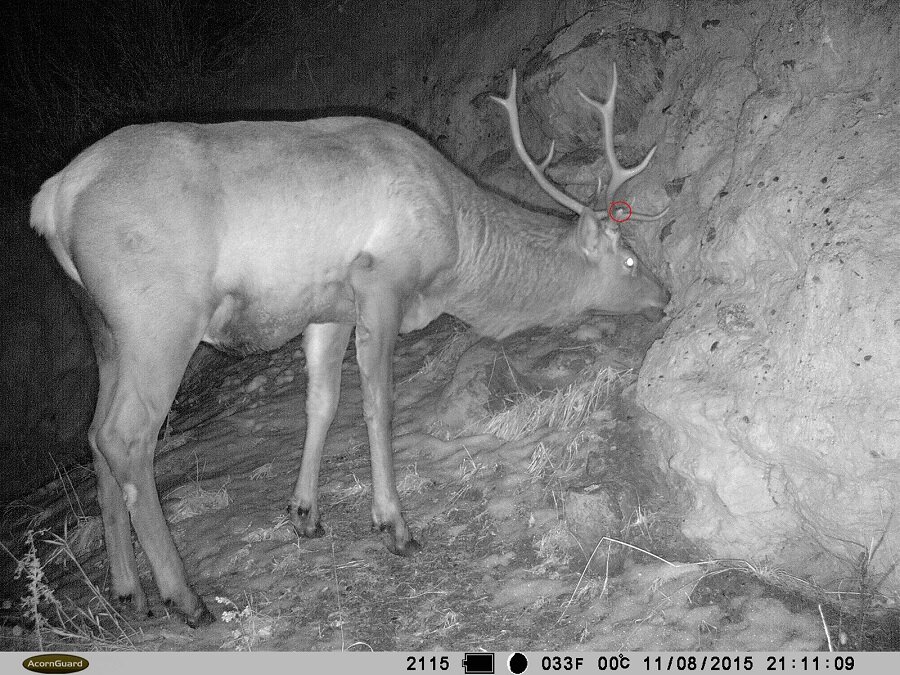 Обломан второй надглазничный отросток на правом рогу.
