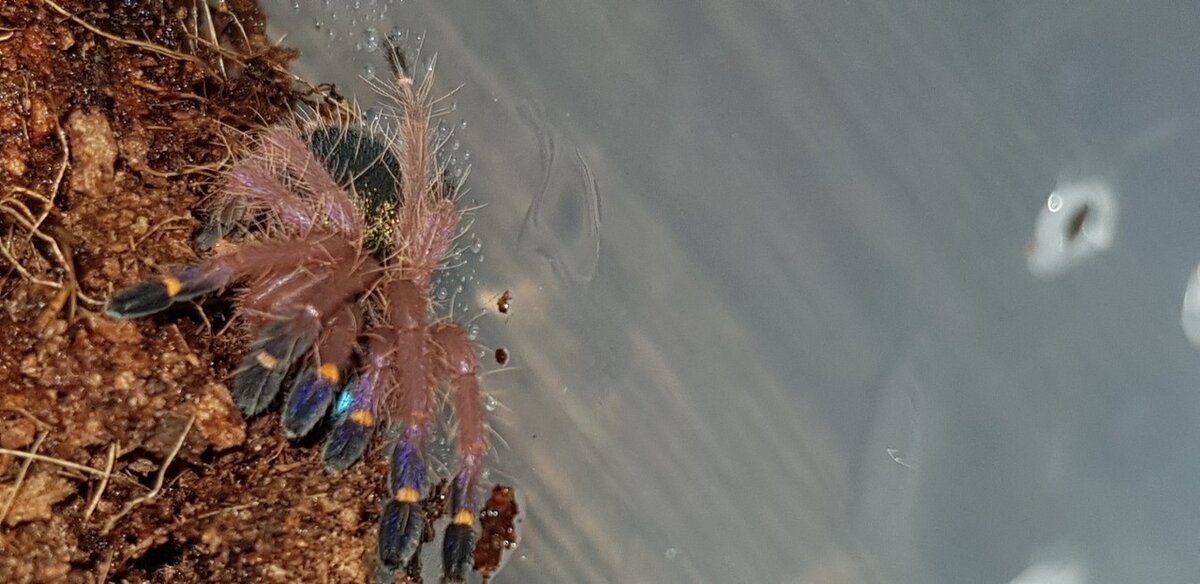 Фото из группы Паучатни Вконтакте, автор Александр Харитоненков.