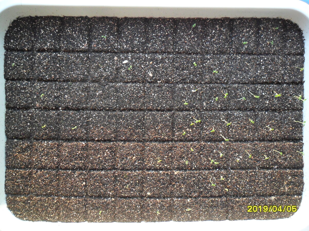 С правой стороны, где много зеленых ростков, находится заморская клубника, а с левой стороны кое-где видны ростки земляники Ренессанс .