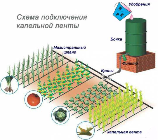 Для организации капельного полива сгодится резервуар с водой (обычный бак или бочка), установленный на высоте 1—2 м от земли. В резервуаре на расстоянии 5 см от дна нужно сделать отверстие и установить сгон для присоединения штуцера. Такая система может быть успешно использована как в парниках и теплицах, так и для полива растений, выращиваемых в открытом грунте.Фото: Организация капельного полива
