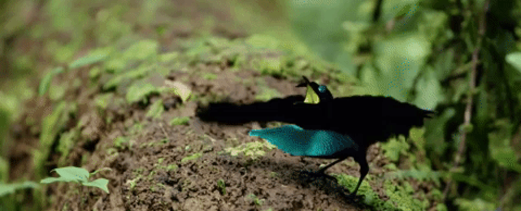 Вы только посмотрите, как старается этот мачо.