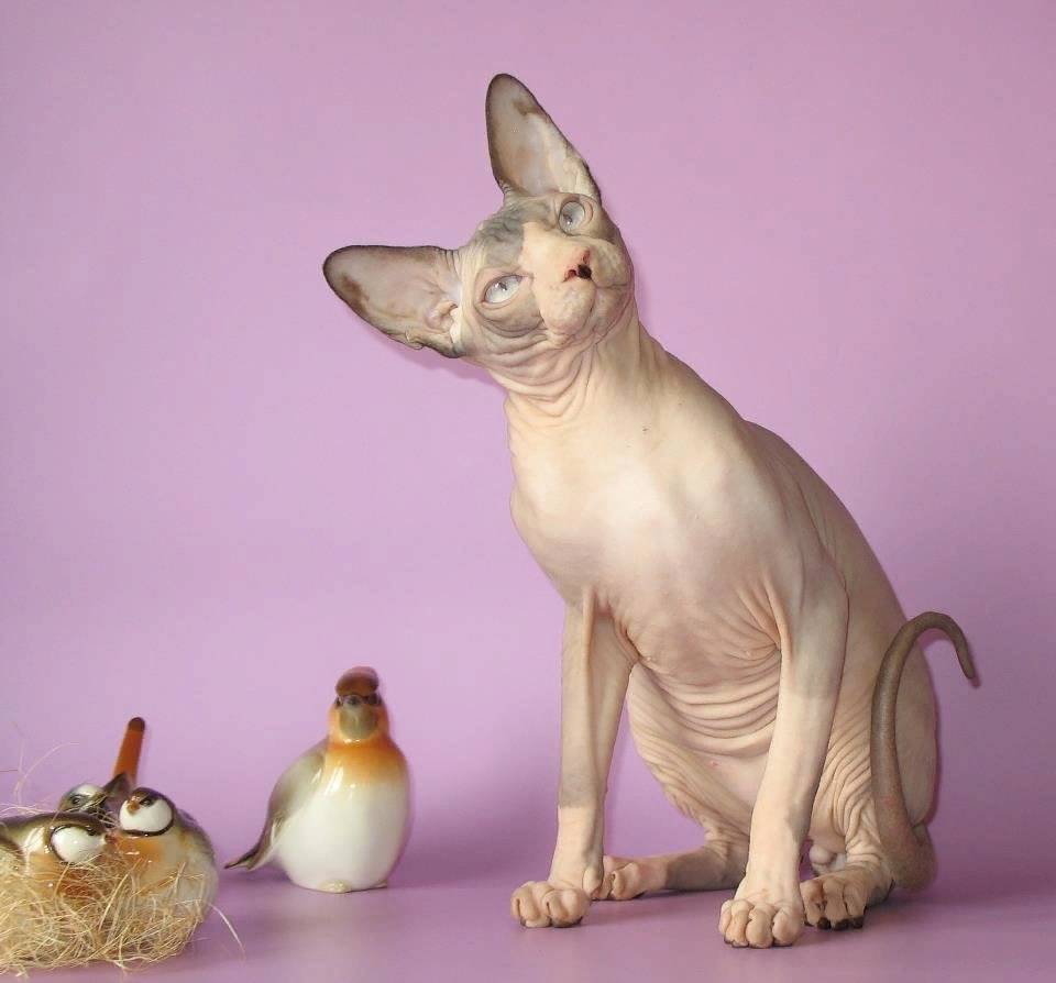 Фото взято с сайта: https://m.yandex.ru/collections/card/5bac7e4d5c6b76006d39bb0c/