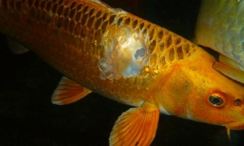 Травма отсутствует чешуя.