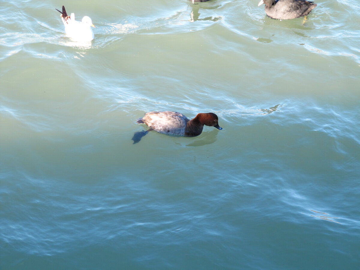 Фото сделано в Новороссийске