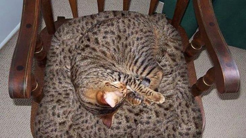 Источники: https://cat-story.ru