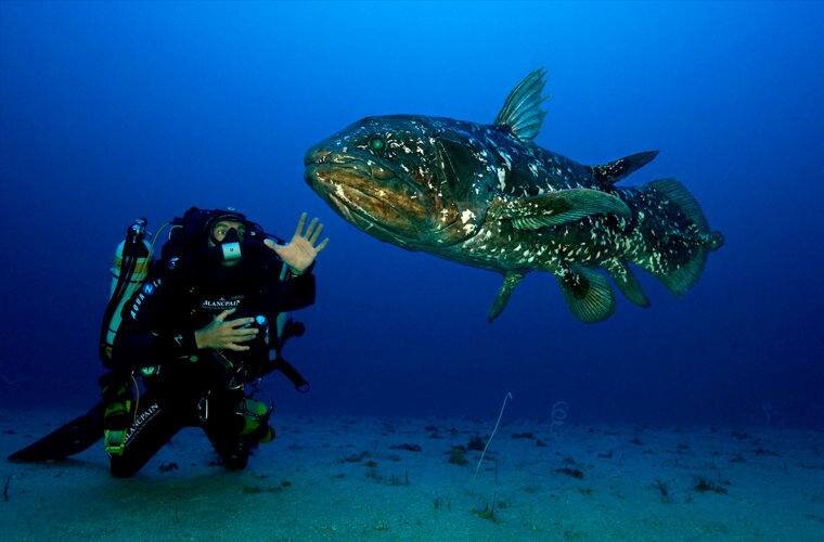 Дайвер нашел себе новый объект поклонения