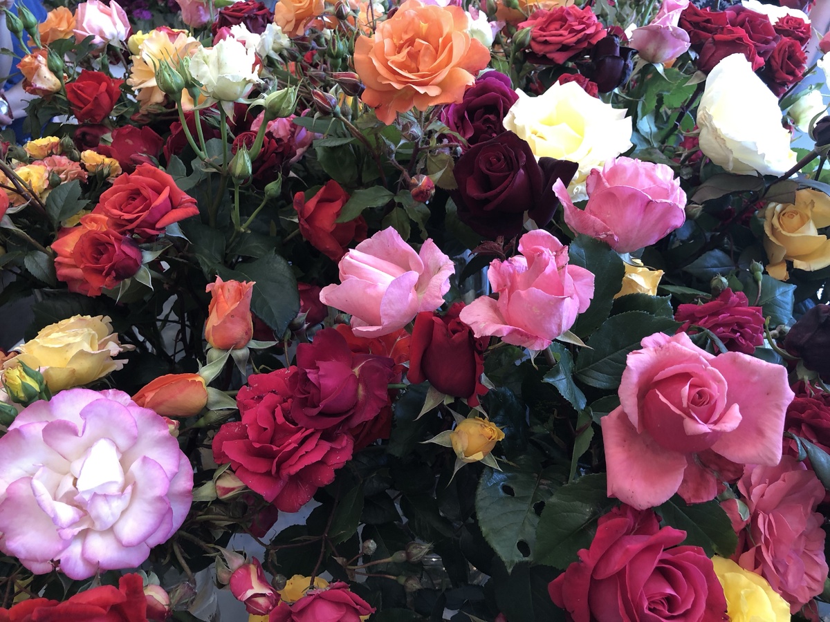 Праздник роз в Иванке при Дунае, Словакия