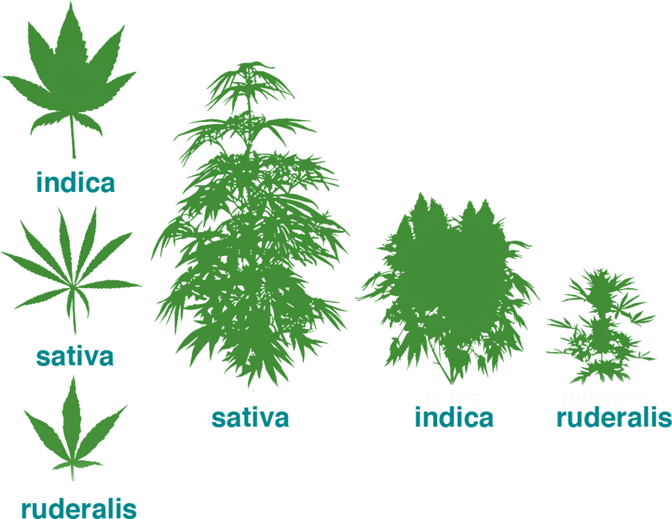 77 477 рез. по запросу "Marijuana cannabis vector" - стоковая векторная графика 