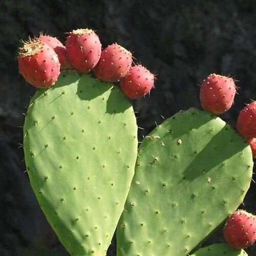 Съедобные плоды кактуса: способы употребления, польза и вред для человека