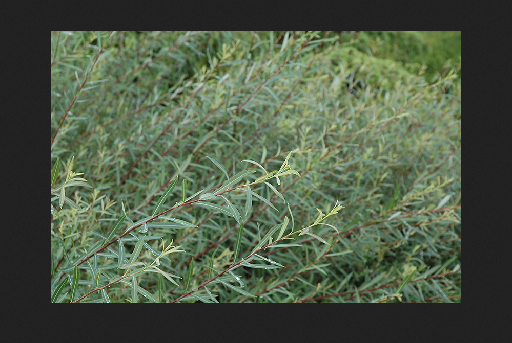 Обычная ива. Растет у водоемов.