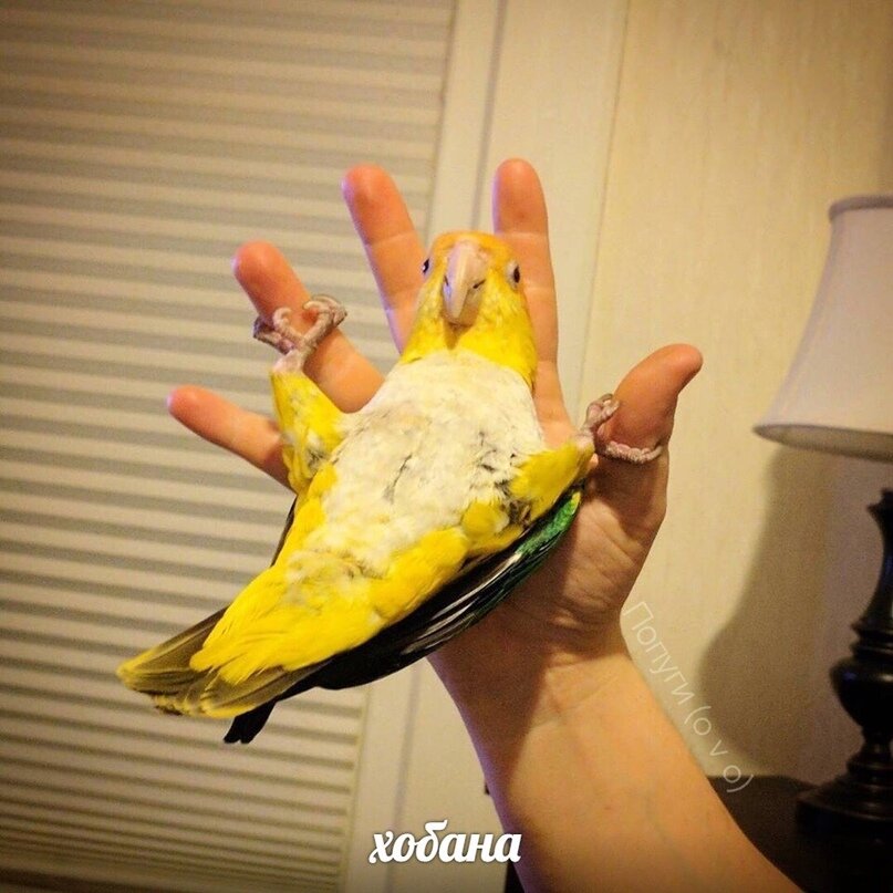       типичный папуг в мании // vk.com 