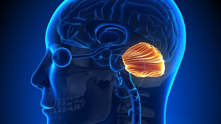 мозжечок (наша кладовка)