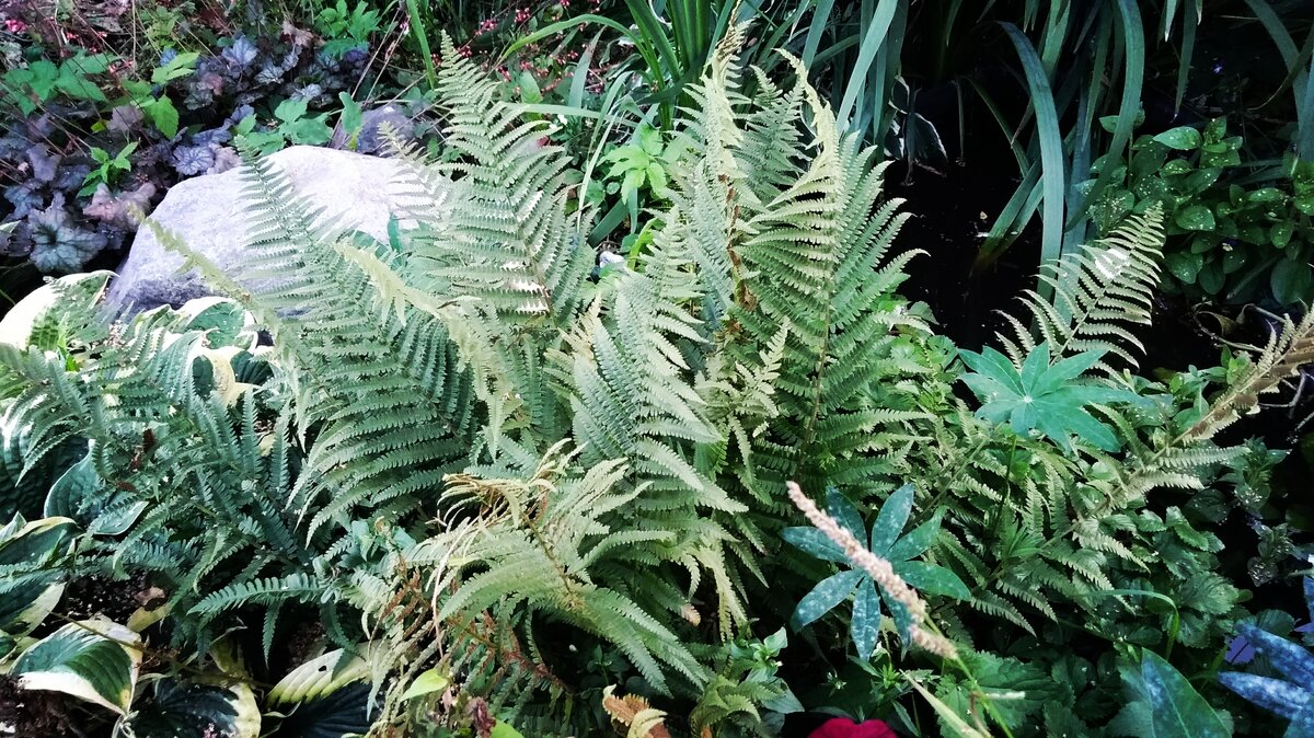 Папоротник великолепно подойдёт для украшения букета.