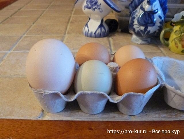Кура несет мелкие яйца