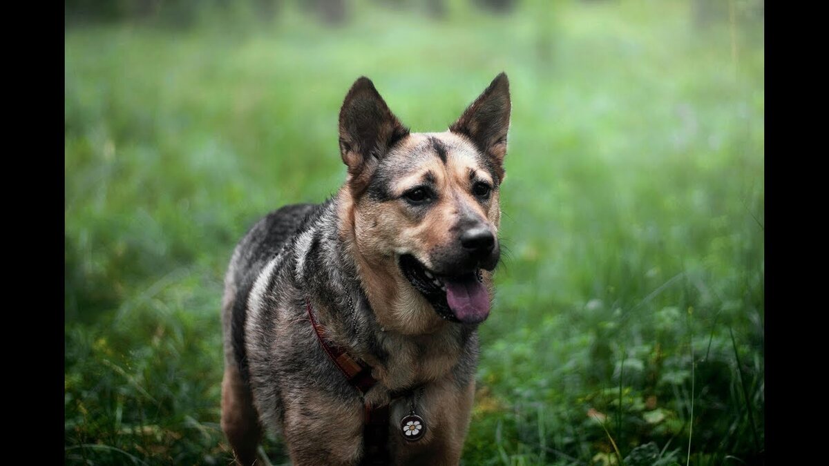 Этот пёс немного похож на Тумана. 