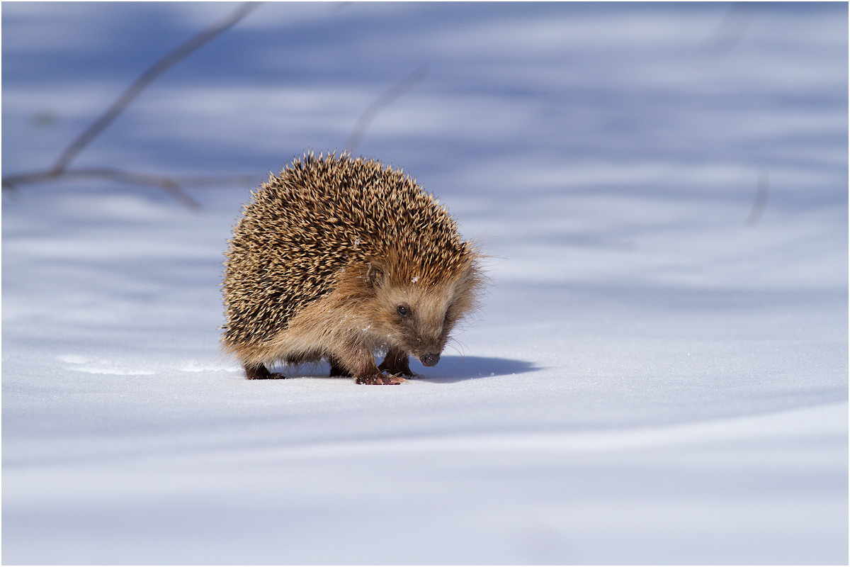 Картинка взята с открытого источника Яндекс Картинки