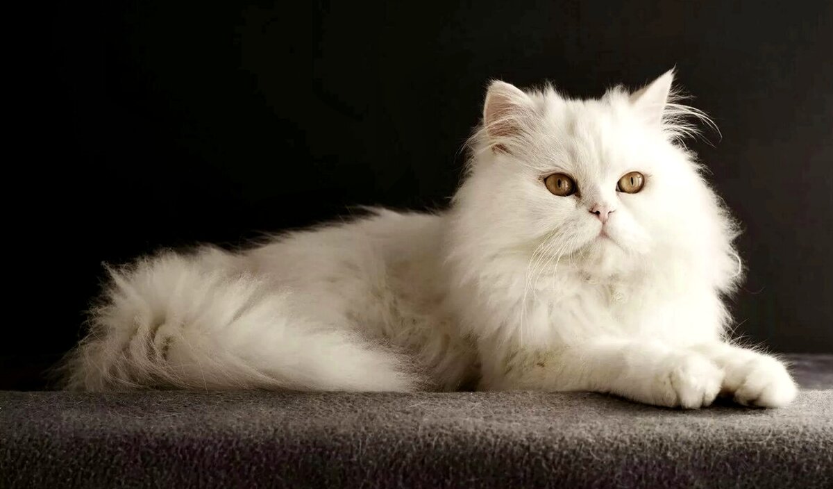 Порода персидских кошек имеет уравновешенный характер!