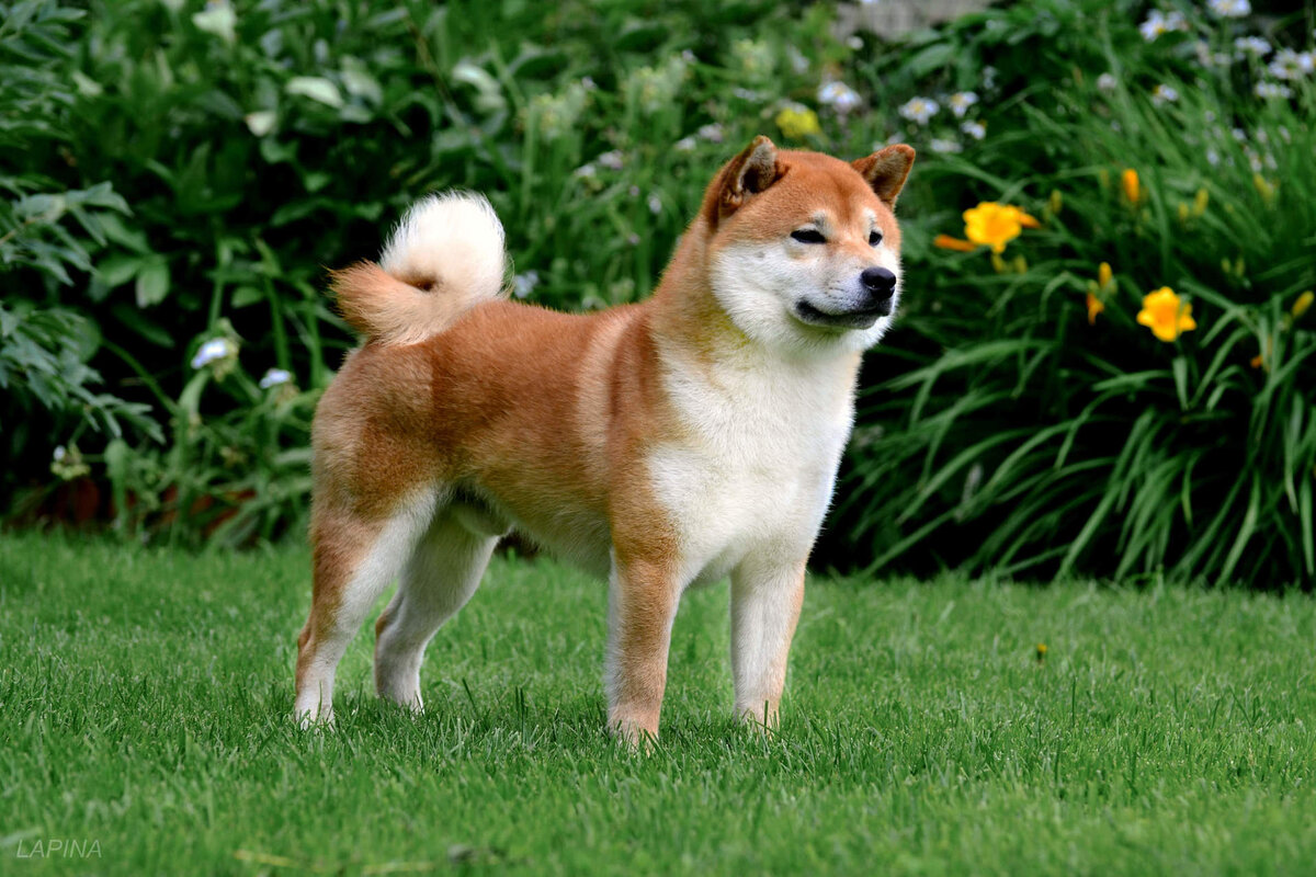 Собака сиба характеристики. Сиба ину. Шиба сиба ину порода собак. Японская порода собак сиба-ину. Щенки сиба Шиба ину.