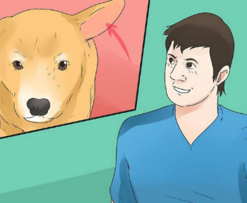 Глухота у собак