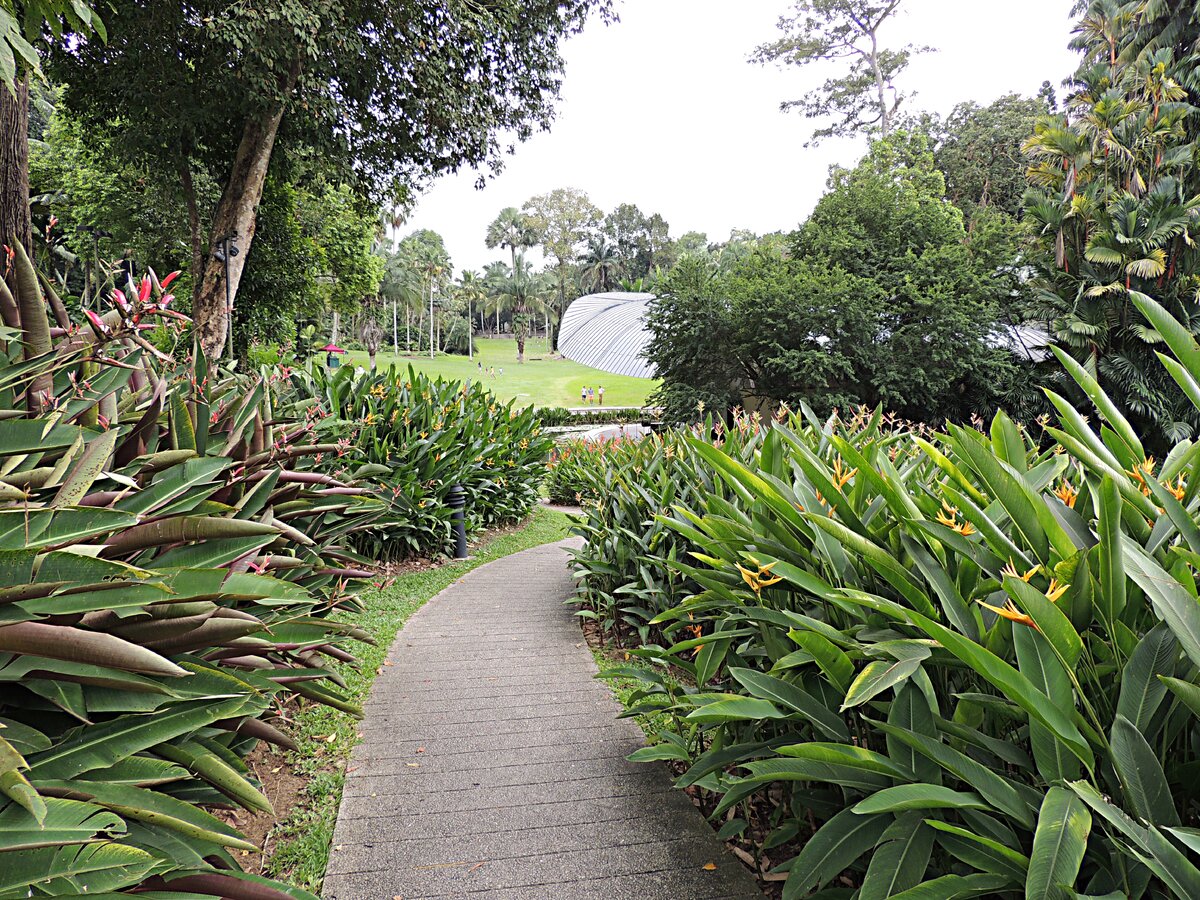 Сингапурский ботанический сад работает круглый год, с 5 утра до 12 часов ночи каждый день