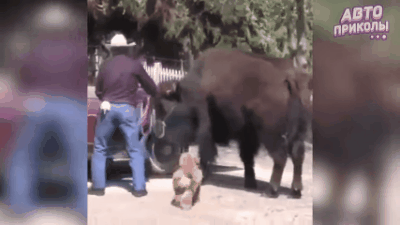 Зубр в кабриолете