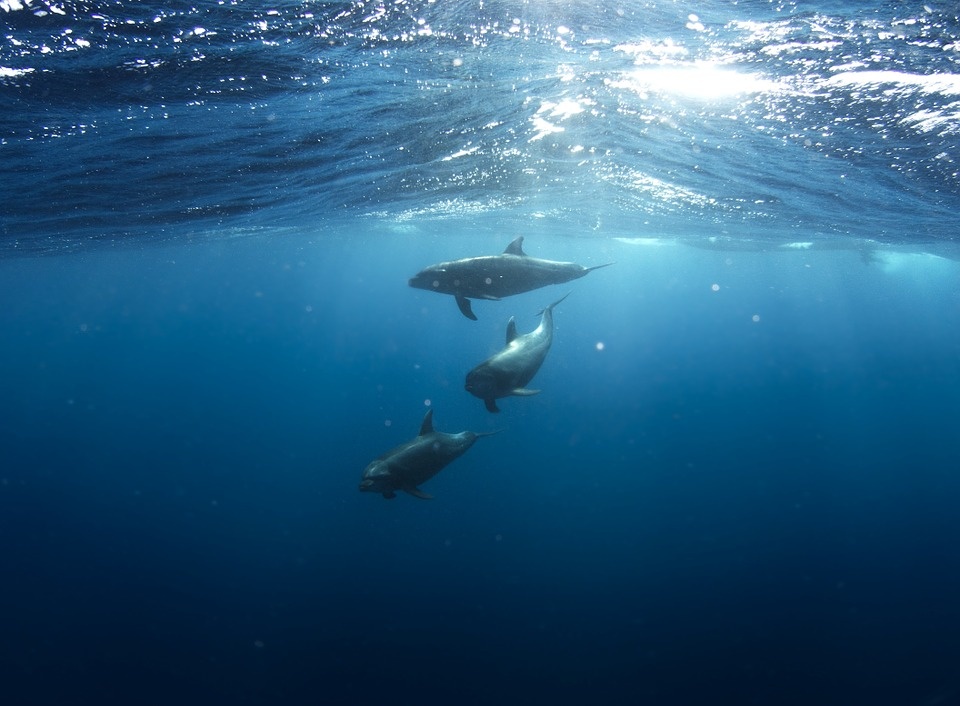 https://pixabay.com/photos/dolphins-underwater-animals-life-918752/