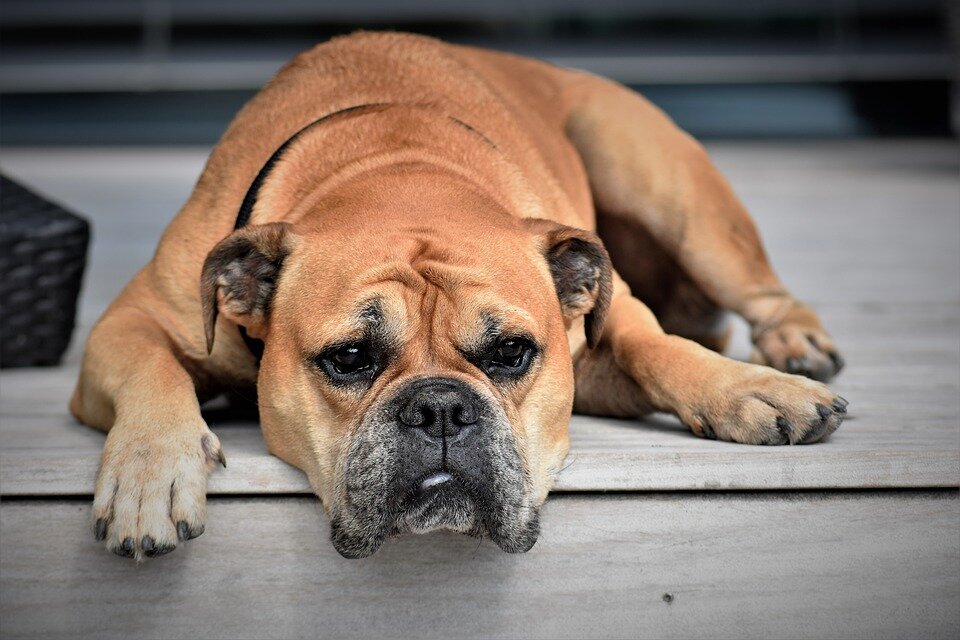 https://cdn.pixabay.com/photo/2017/06/24/09/13/dog-2437110_960_720.jpg