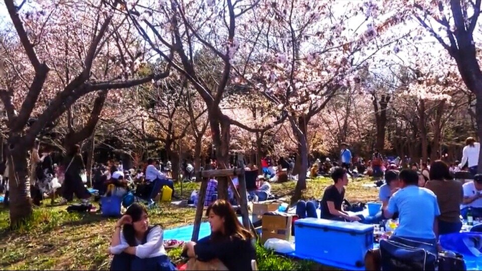 Цветение сакуры