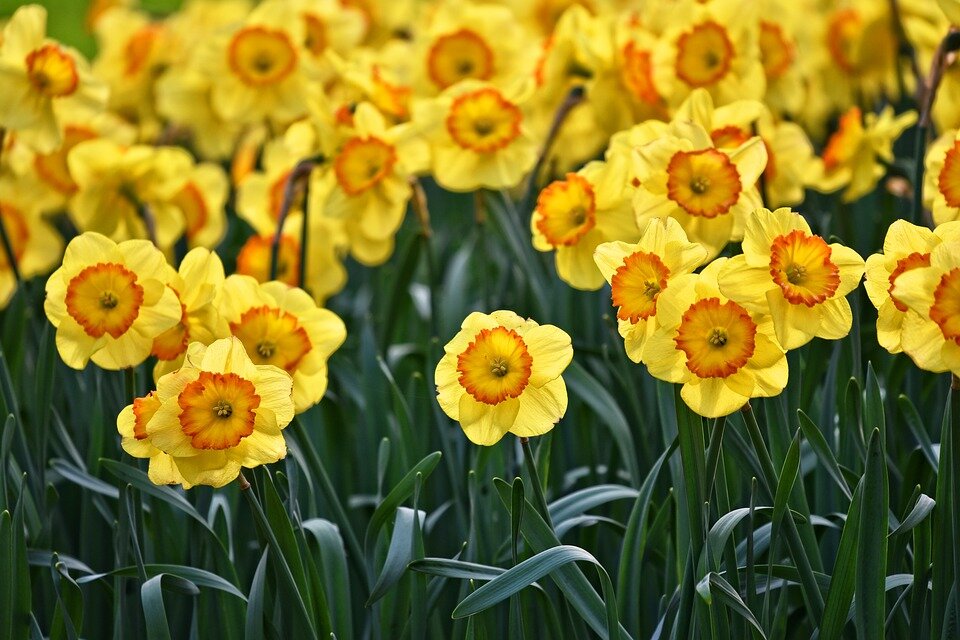 https://pixabay.com/photos/daffodil-flower-plant-bulbous-3349706/