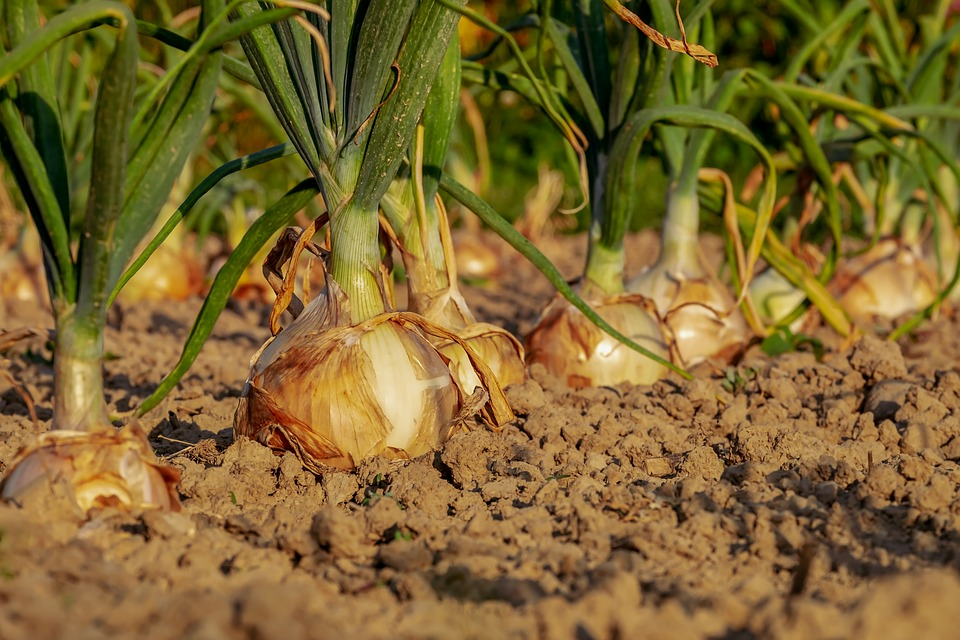 https://pixabay.com/photos/onion-arable-field-onion-field-3540502/