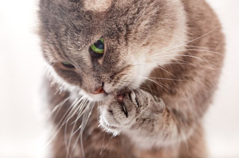 фото: Shutterstock